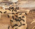 Extermination Dorval extermination de fourmis